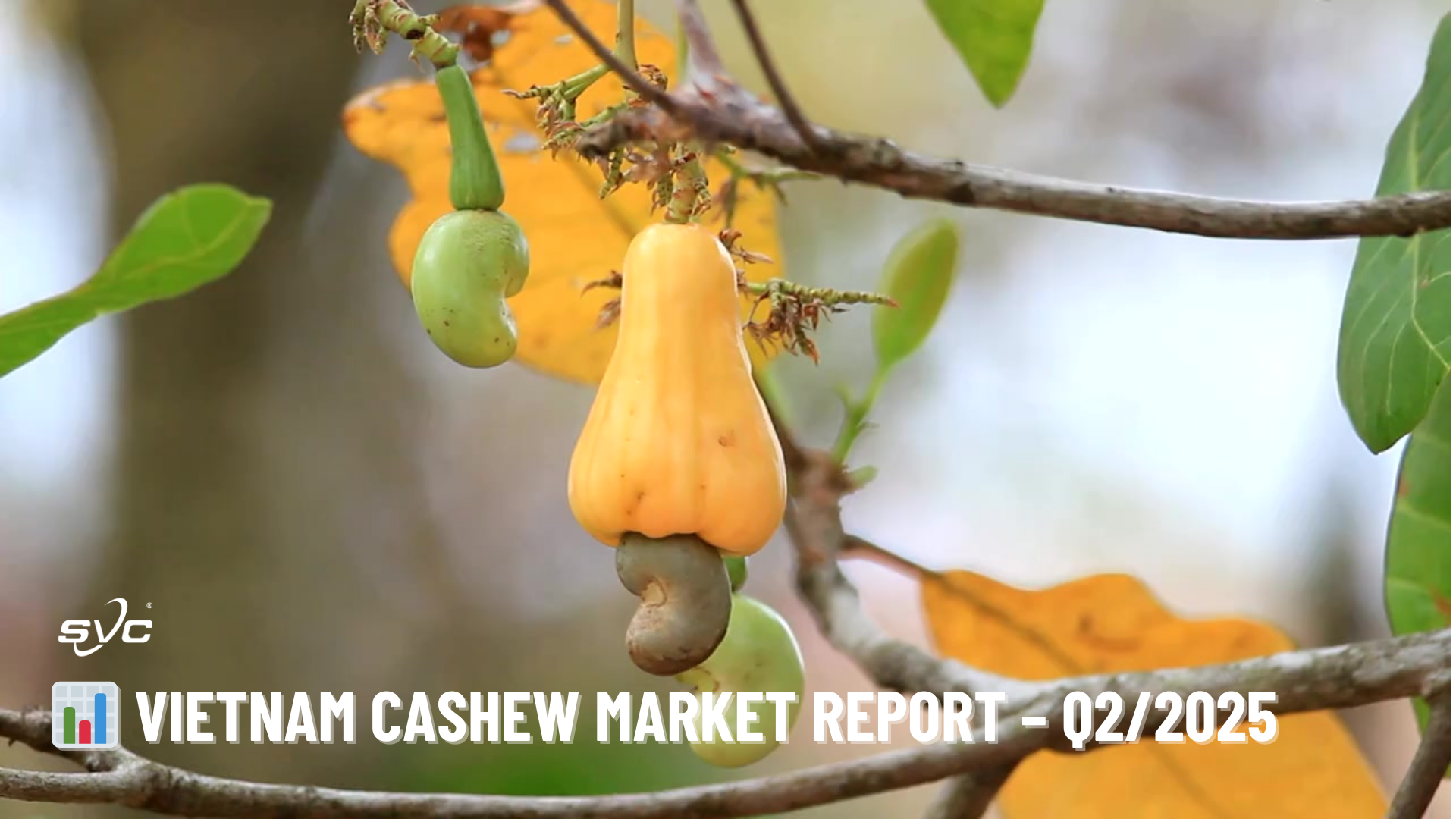 📊 Vietnam Cashew Market Report Q2 2025