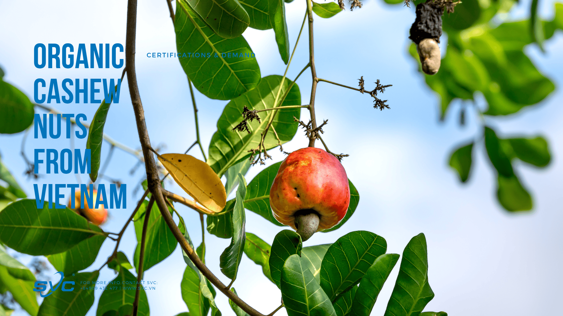 Organic Cashew Nuts from Vietnam SVC