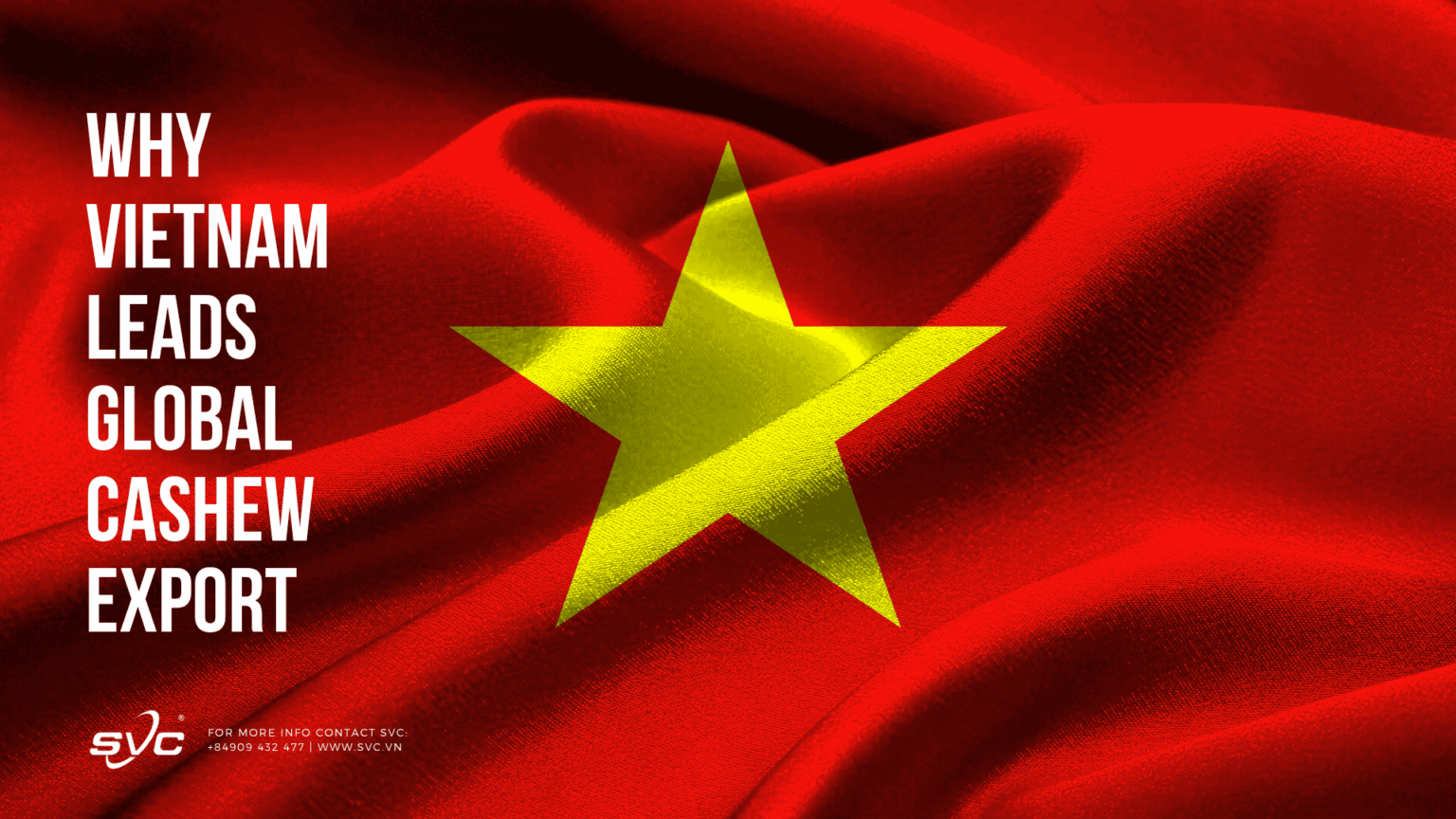 Why Vietnam Leads Global Cashew Export | SVC Group