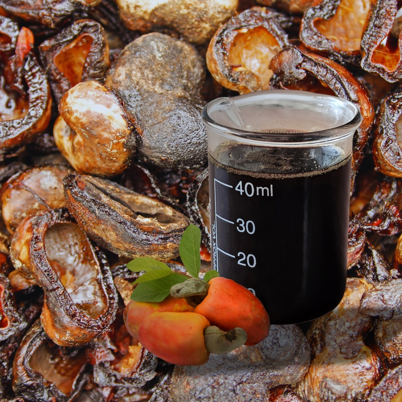 Cashew Nut Shell Liquid (CNSL)