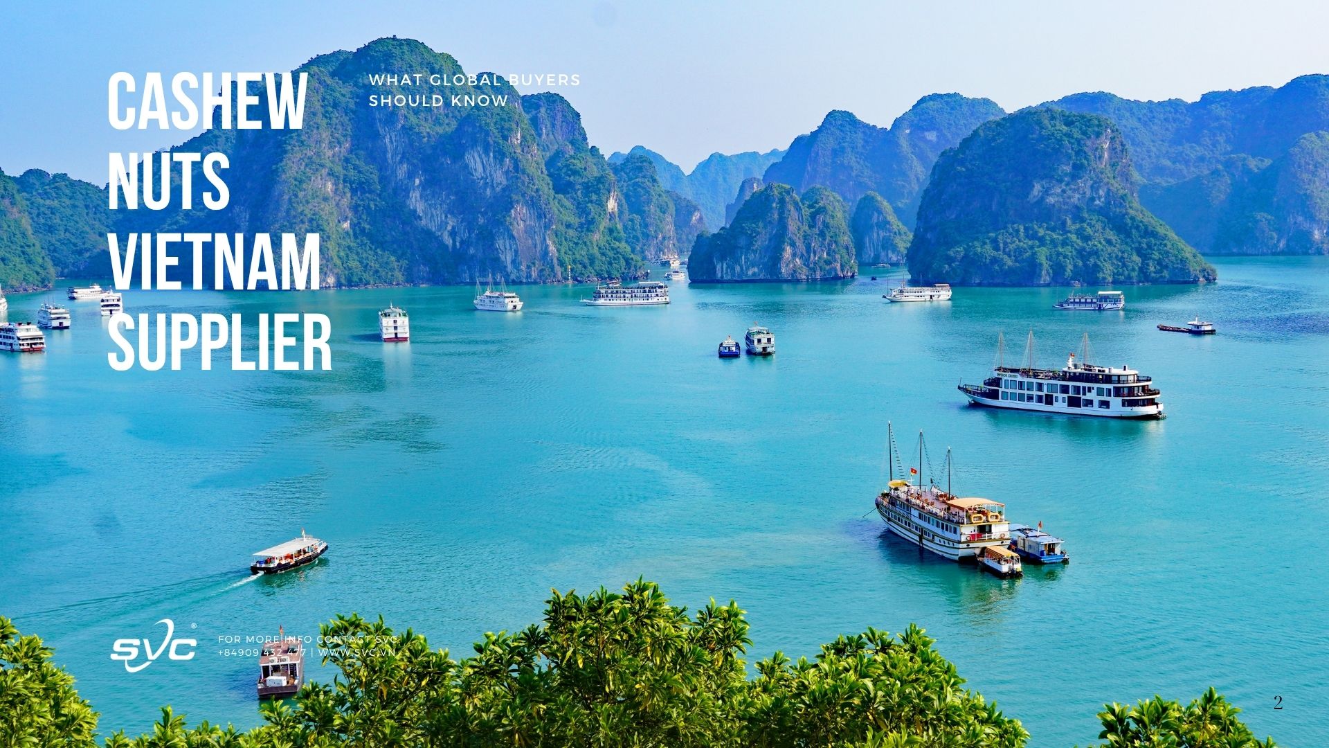 Cashew Nuts Vietnam Supplier – What Global Buyers Should Know