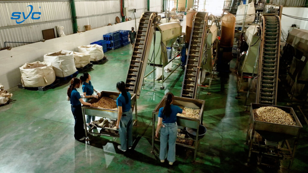 SVC Group 29 Sorting line