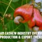 Vietnam Cashew Industry Overview: Market, Production & Export Trends 2025