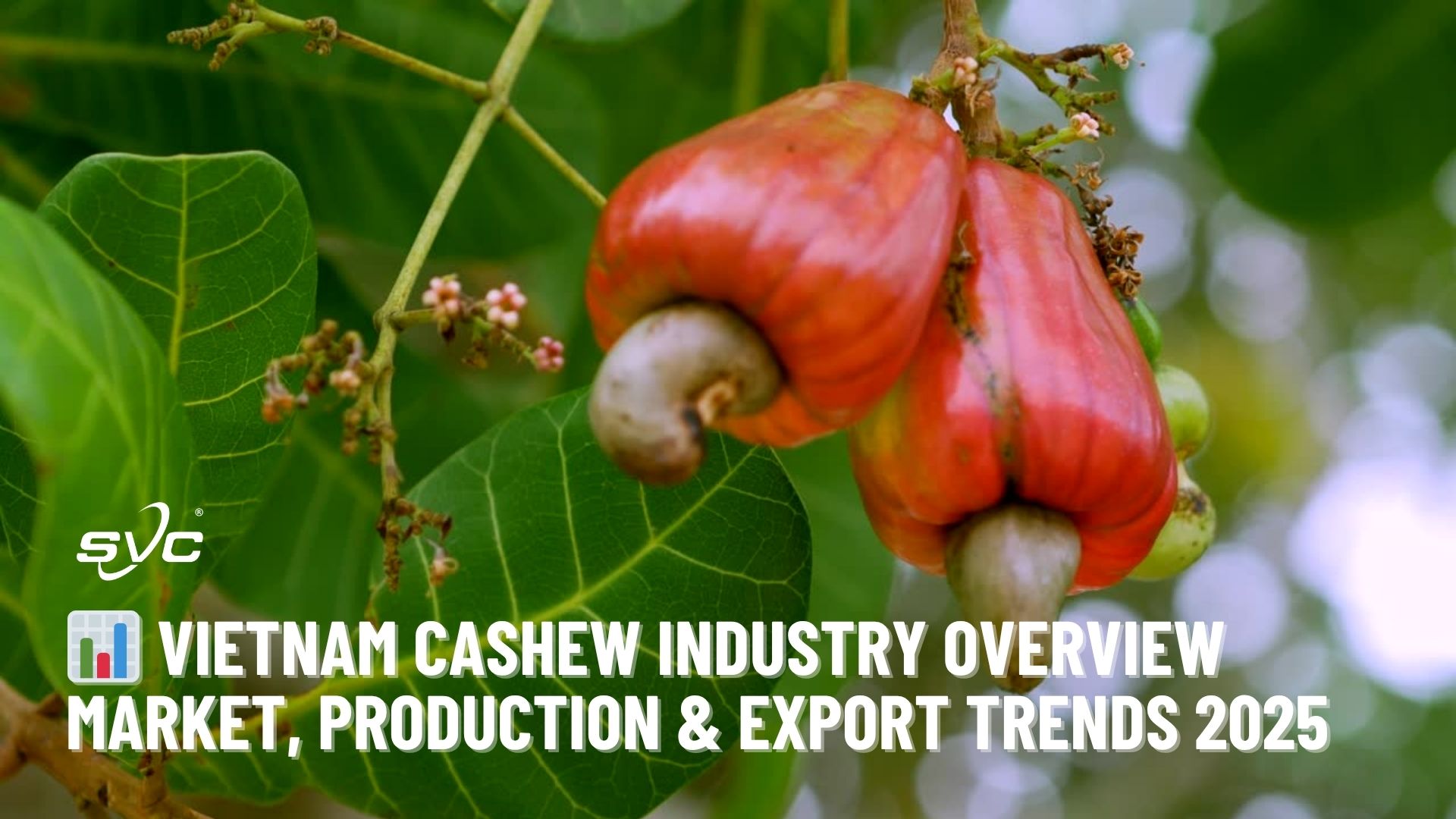 Vietnam Cashew Industry Overview: Market, Production & Export Trends 2025