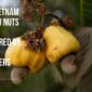 Why Vietnam Cashew Nuts are Preferred by Global Importers