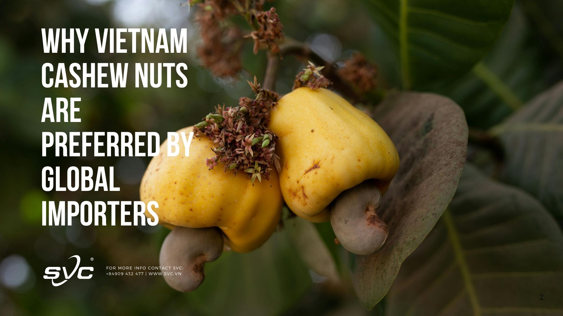 Why Vietnam Cashew Nuts are Preferred by Global Importers
