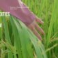 Agri Commodities from Vietnam – Export Trends & Market Outlook