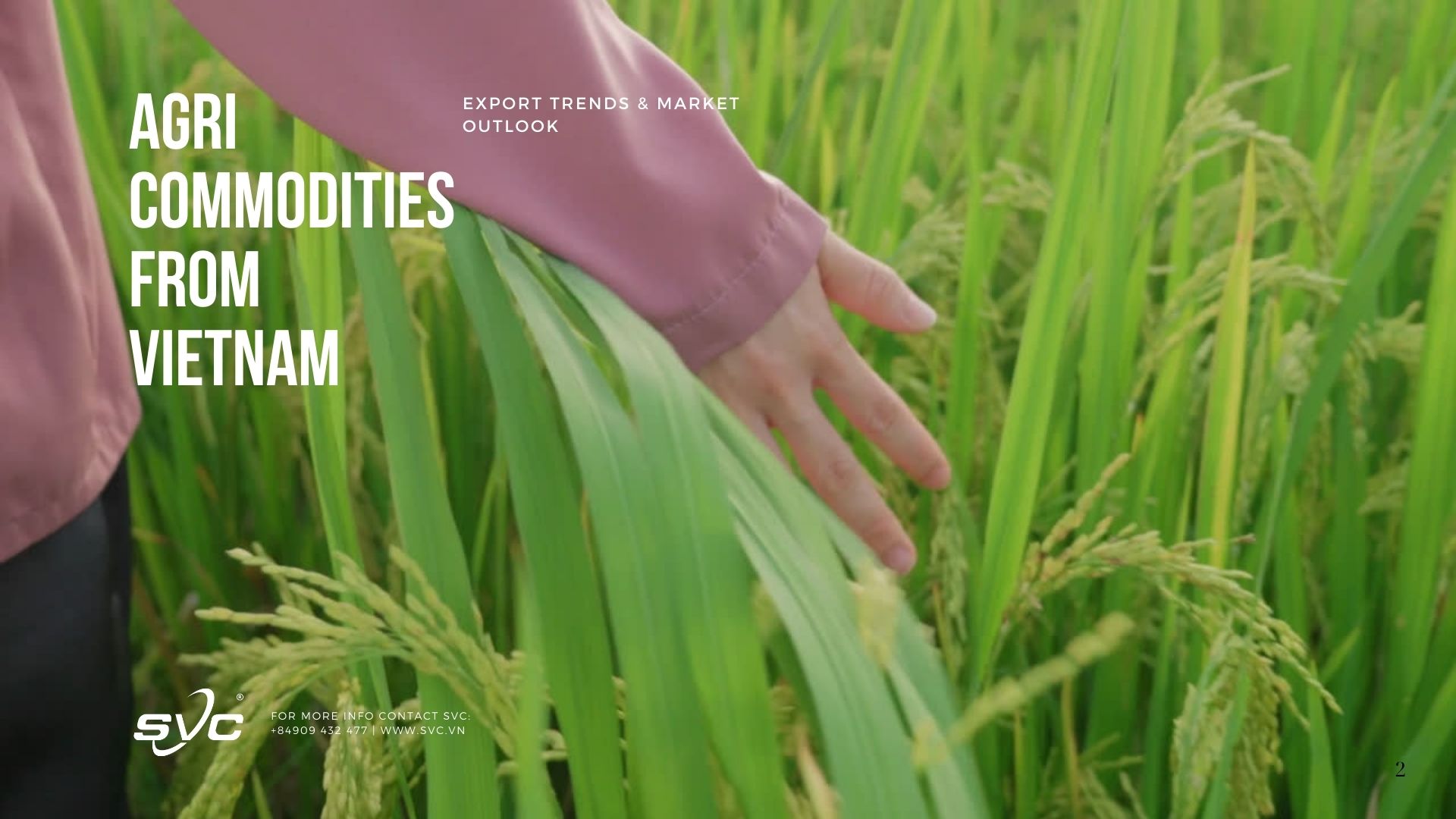 Agri Commodities from Vietnam – Export Trends & Market Outlook