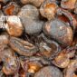 CNSL Manufacturers in Vietnam – Trusted Supply for Global Industries
