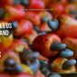 Cashew Market Navigates US Tariffs and Shifting Global Dynamics