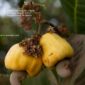 Cashew-Market-Update-Weak-Demand-Triggers-Bearish-Mood-Price-Downtrend-Persists