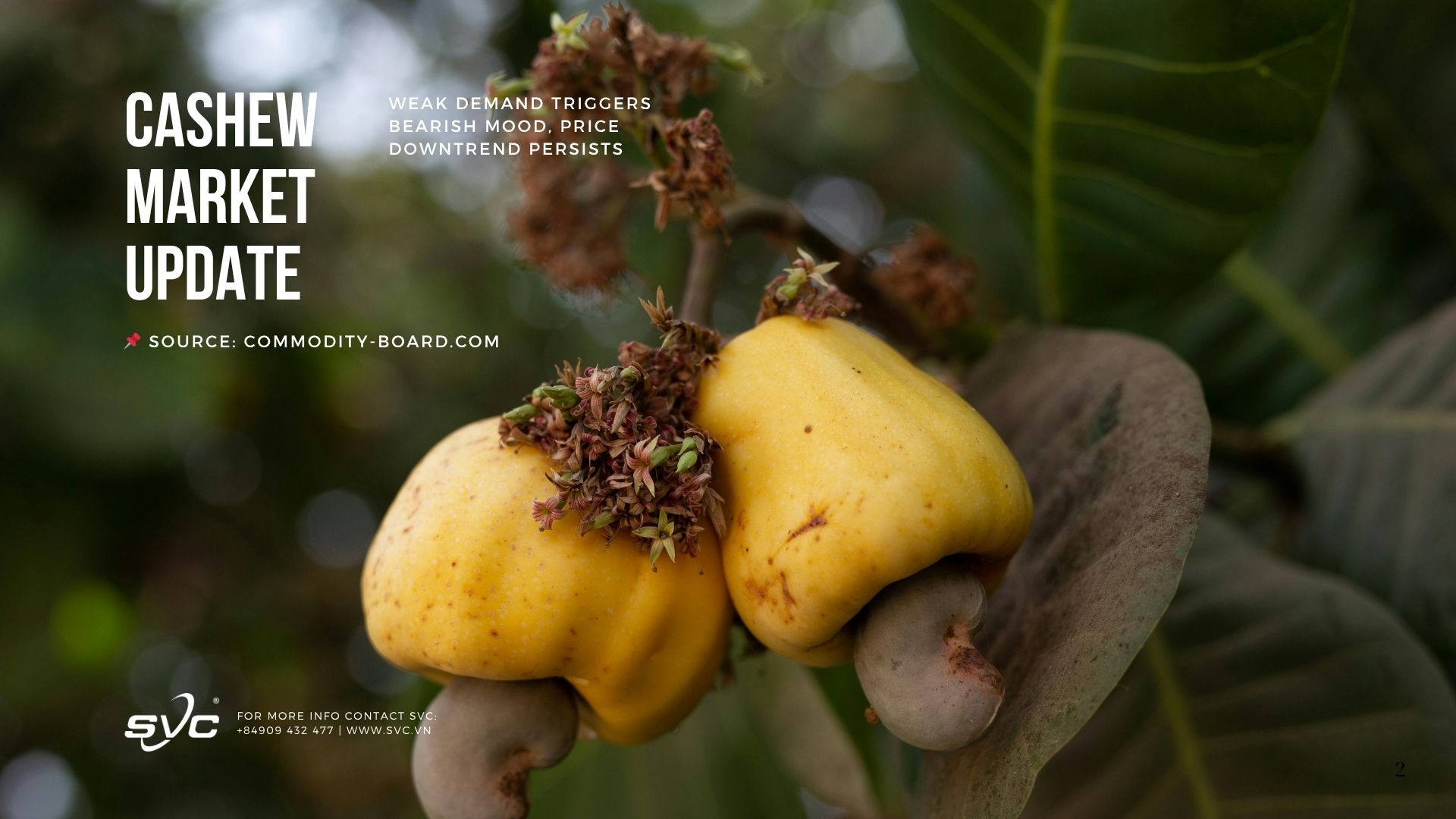 Cashew-Market-Update-Weak-Demand-Triggers-Bearish-Mood-Price-Downtrend-Persists