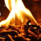 Cashew Shell Biomass Pellets from Vietnam: Export Potential and Market Outlook
