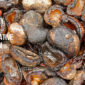 Eco-friendly Phenol Alternative Vietnam – Sustainable CNSL Solutions