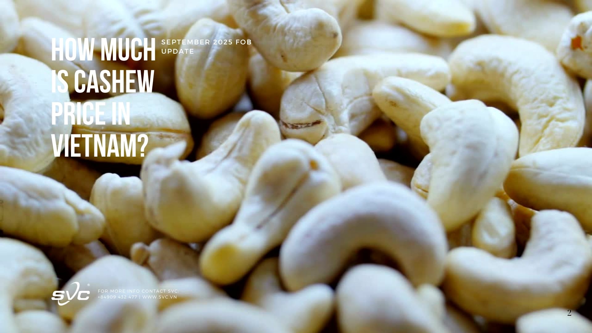 How Much is Cashew Price in Vietnam? September 2025 FOB Update