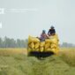 Bulk Rice Export Vietnam – Market Insights & Export Dynamics 2025