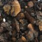 Cashew Shell Residues Vietnam – Biomass Fuel for Global Export