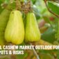 Global Cashew Market Outlook for Q4/2025: Bright Spots & Risks