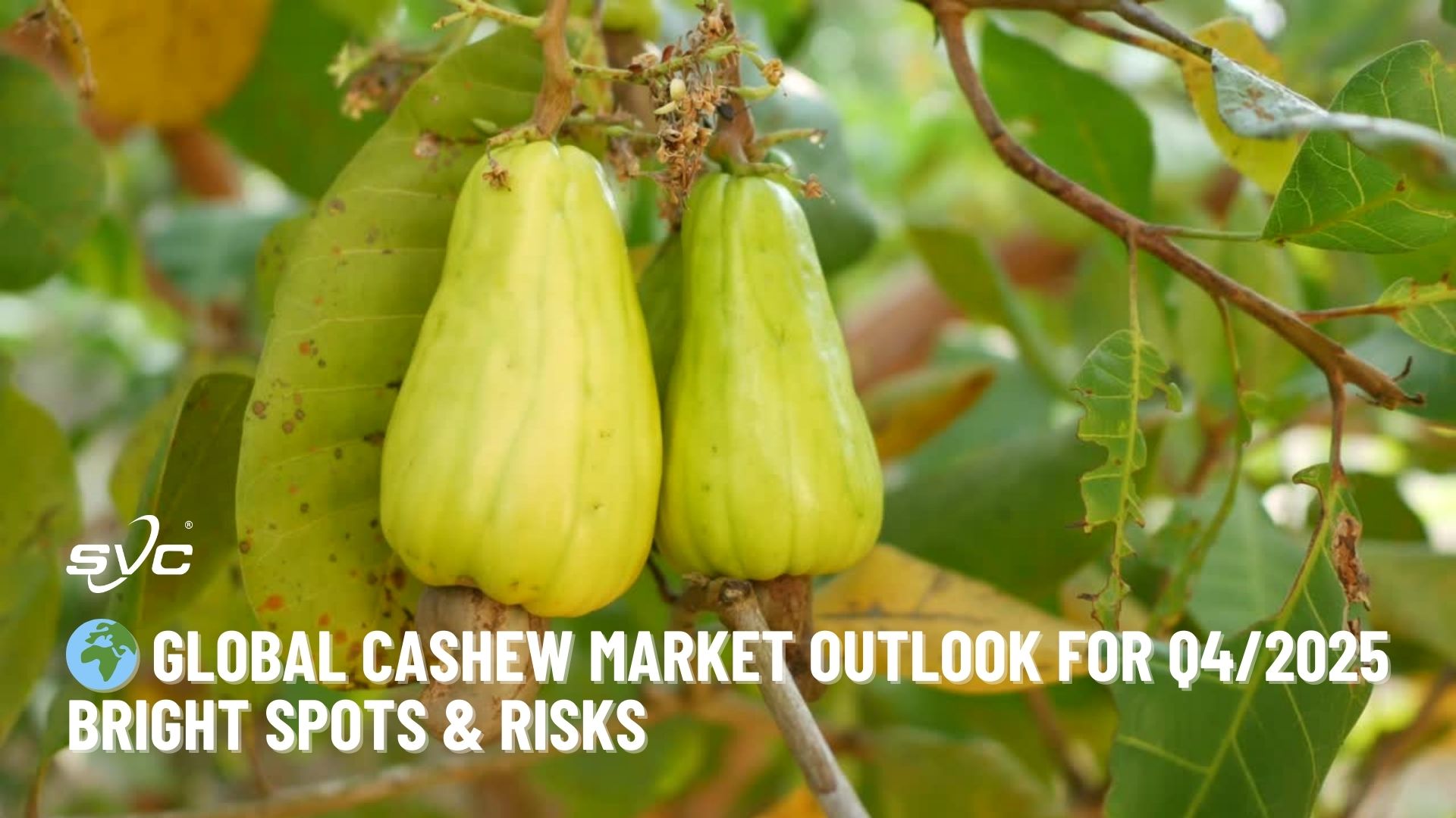 Global Cashew Market Outlook for Q4/2025: Bright Spots & Risks