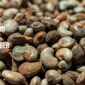 Raw Cashew Nut (RCN) Price in September 2025: Opportunity to Buy or Wait?