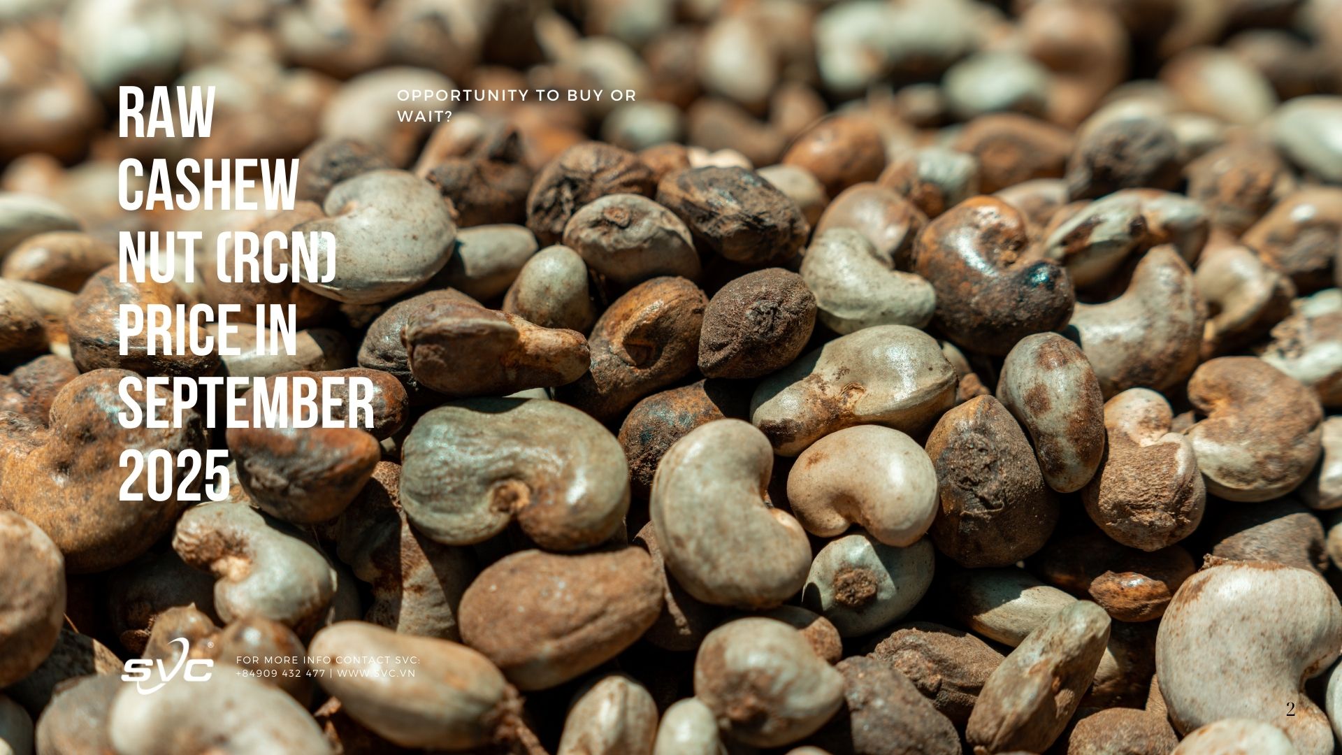 Raw Cashew Nut (RCN) Price in September 2025: Opportunity to Buy or Wait?
