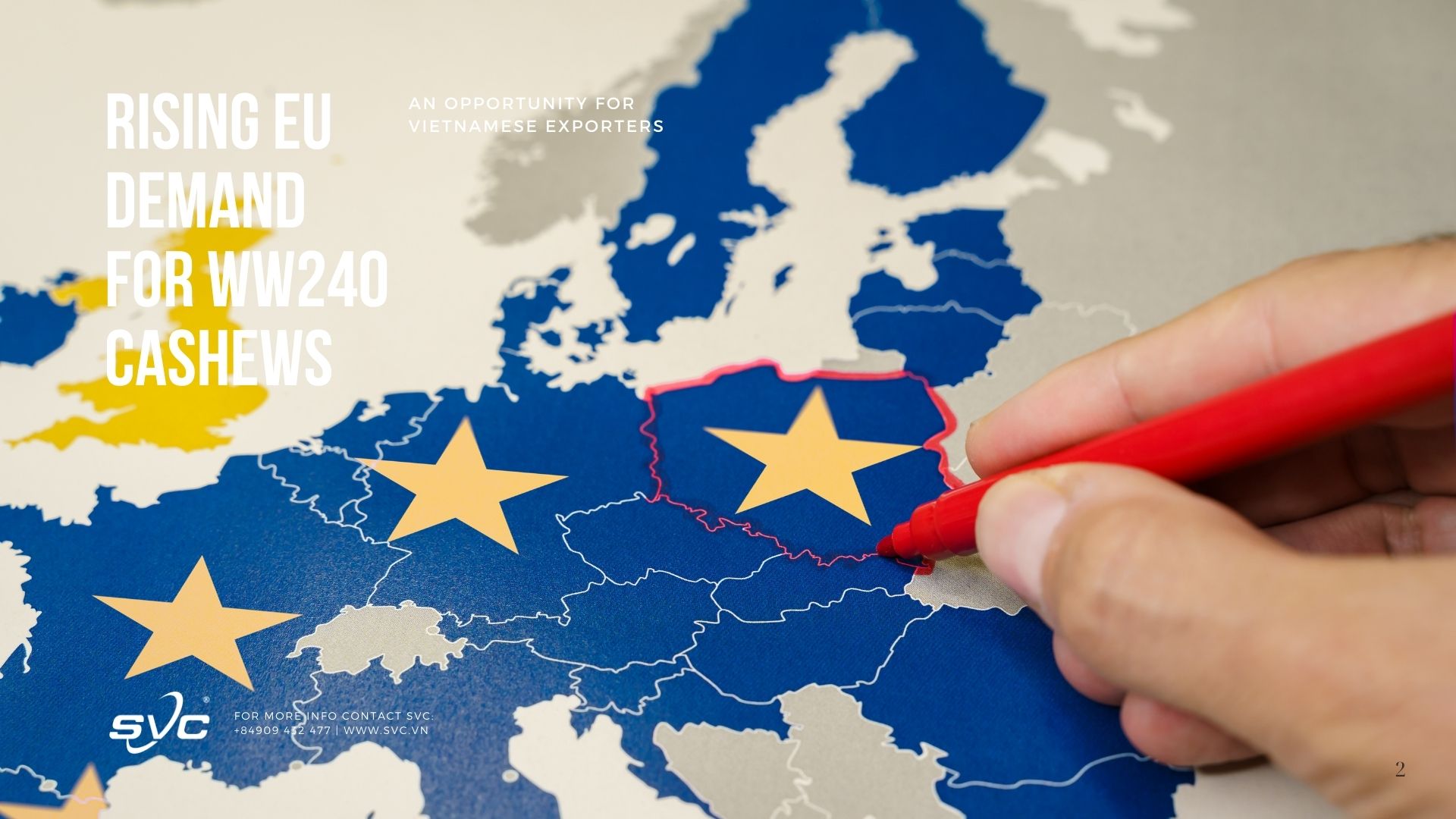 Rising EU Demand for WW240 Cashews – An Opportunity for Vietnamese Exporters