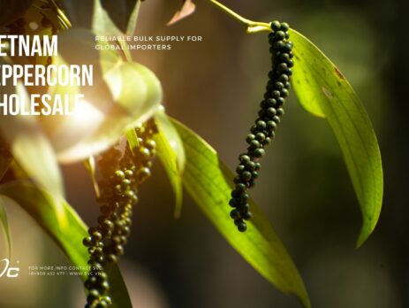 Vietnam Peppercorn Wholesale – Reliable Bulk Supply for Global Importers