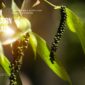 Vietnam Peppercorn Wholesale – Reliable Bulk Supply for Global Importers