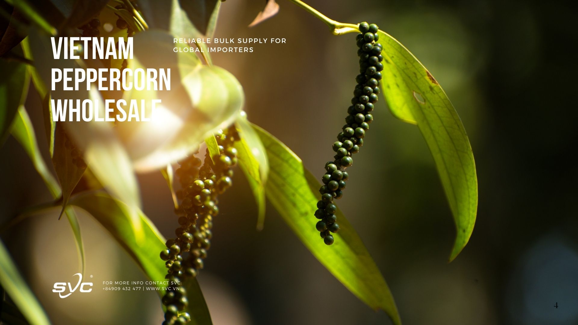 Vietnam Peppercorn Wholesale – Reliable Bulk Supply for Global Importers