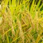 Vietnam Rice Export Company – Trusted Supply for Global Buyers