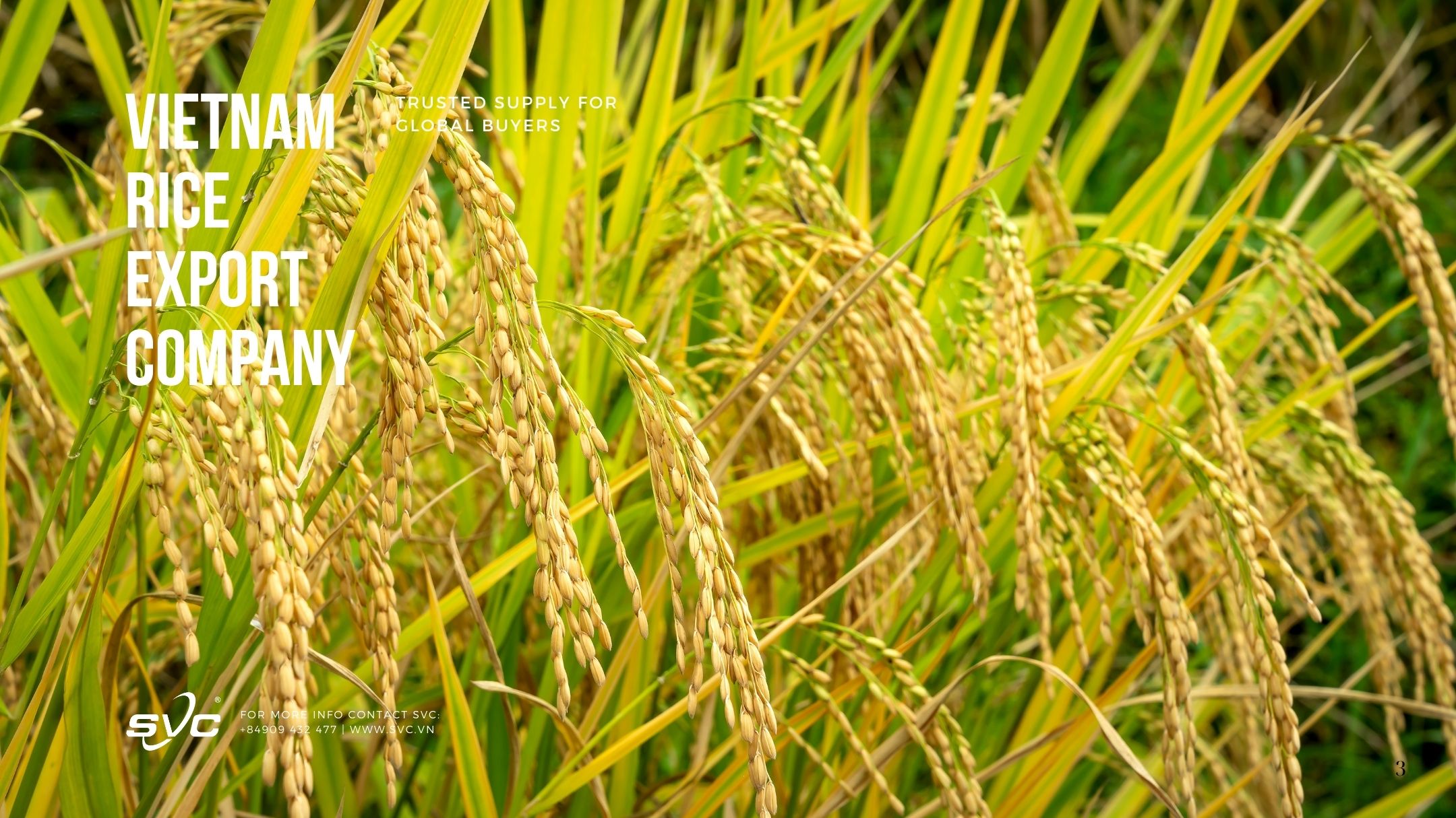 Vietnam Rice Export Company – Trusted Supply for Global Buyers