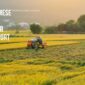 Vietnamese Rice Supplier for Export – Trusted Global Source