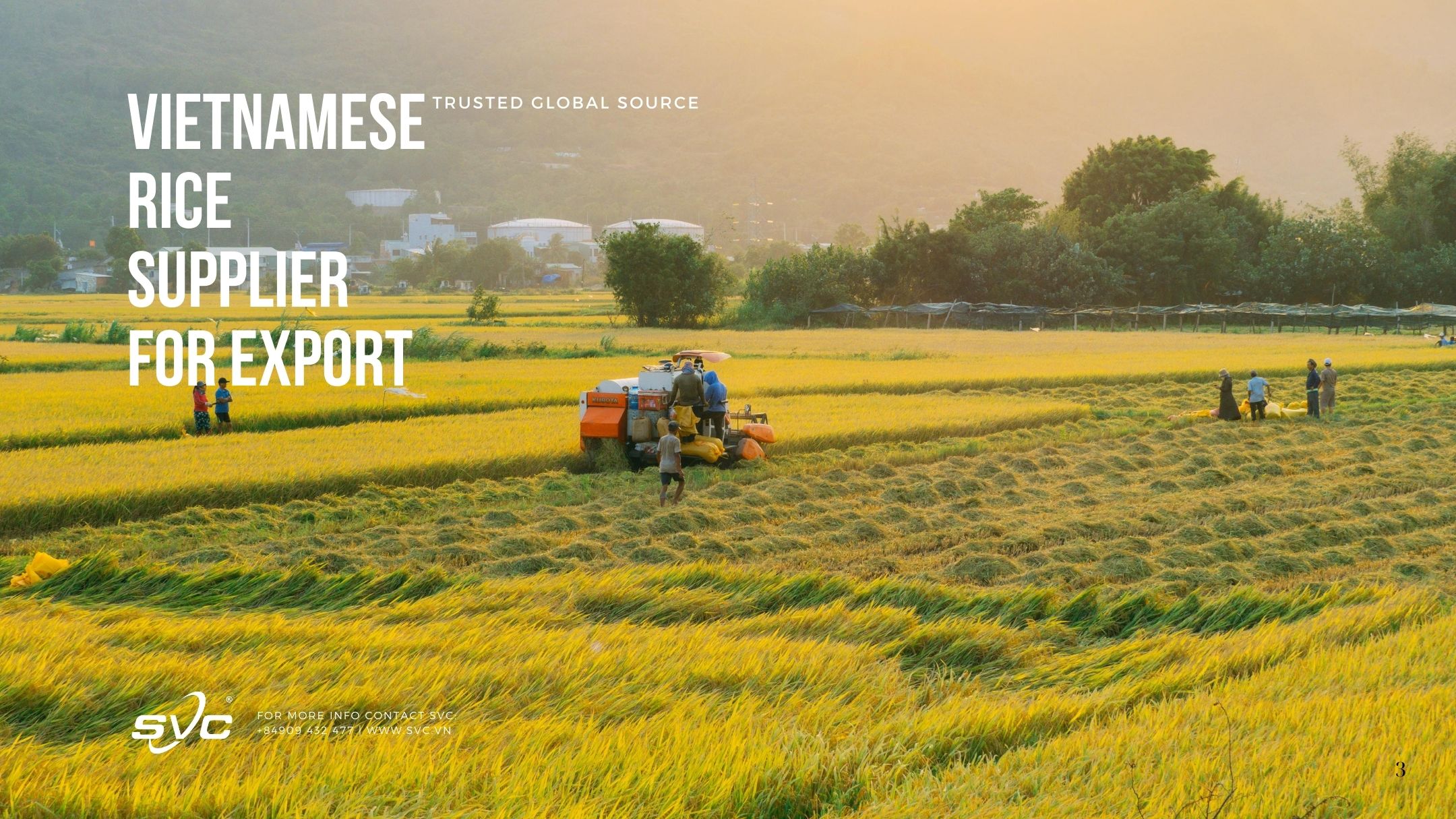 Vietnamese Rice Supplier for Export – Trusted Global Source