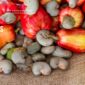 RCN Import Dynamics – How Vietnam Secures Raw Cashew Supply in Q4