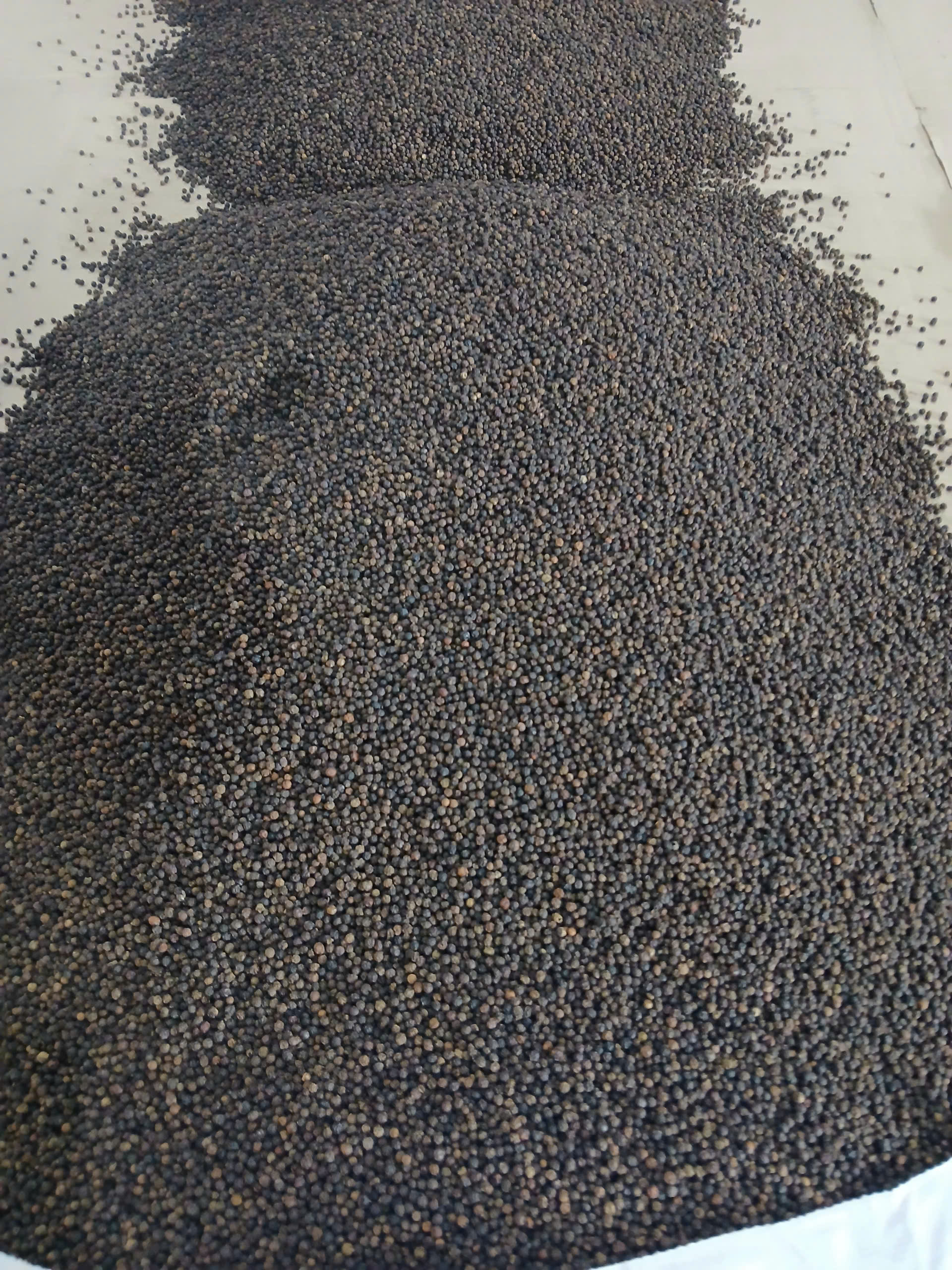 SVC Black Pepper Vietnam16