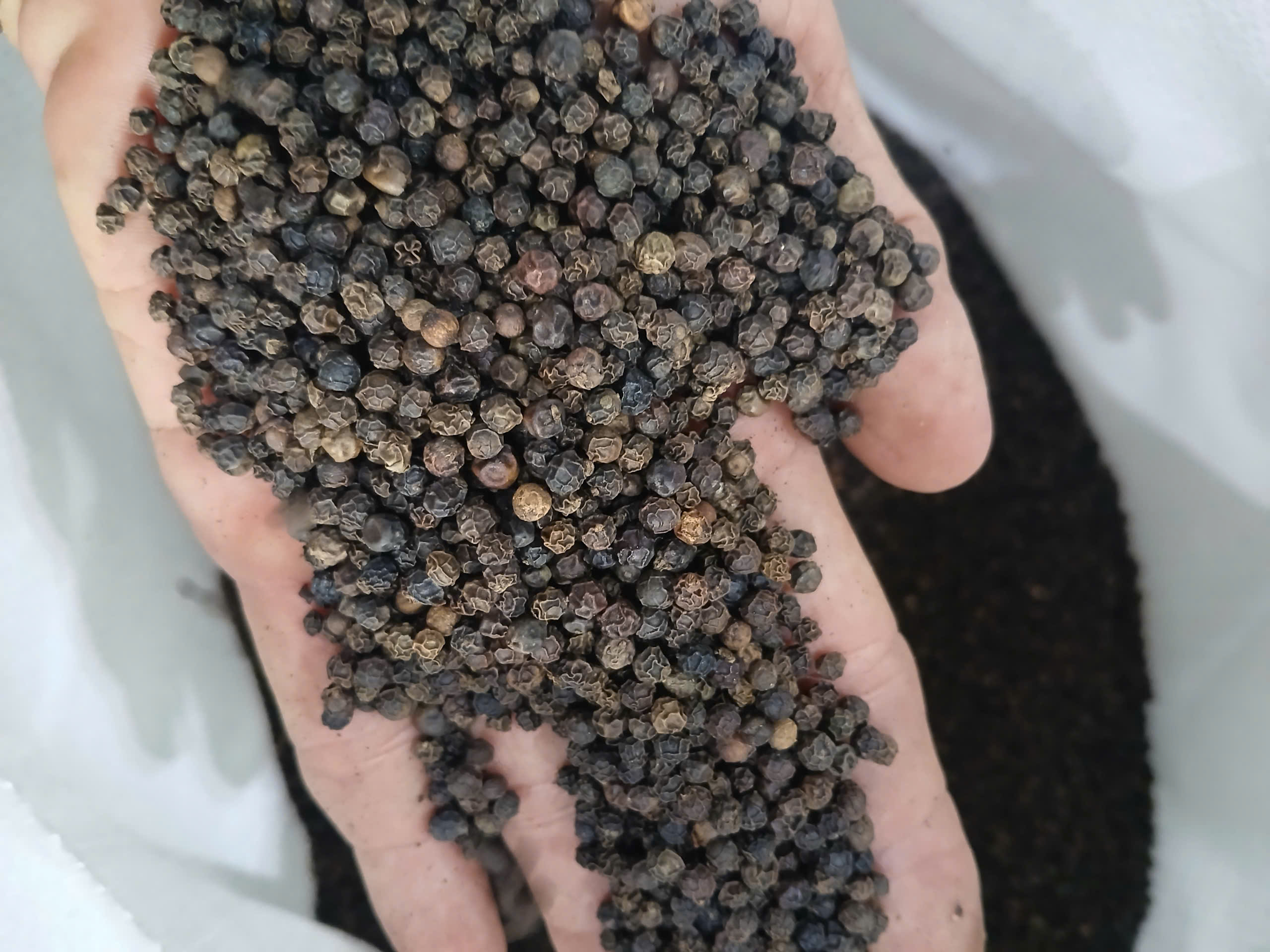 SVC Black Pepper Vietnam2