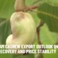 Vietnam Cashew Export Outlook Q4 2025 – Demand Recovery and Price Stability