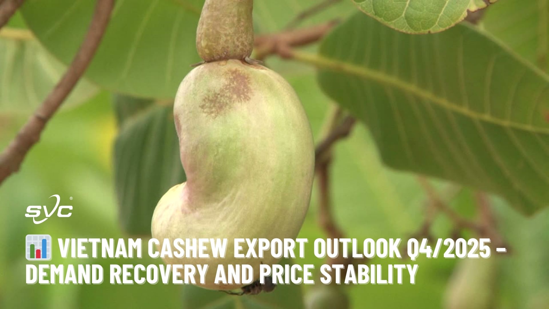 Vietnam Cashew Export Outlook Q4 2025 – Demand Recovery and Price Stability