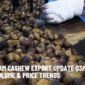 Vietnam Cashew Export Update Q3/2025 – Trade, Volume & Price Trends