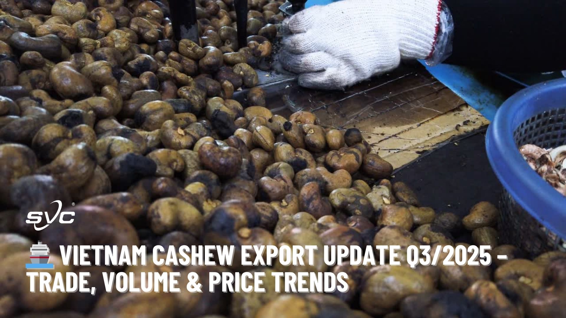 Vietnam Cashew Export Update Q3/2025 – Trade, Volume & Price Trends