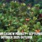 Vietnam Cashew Market – September 2025 Review & October 2025 Outlook