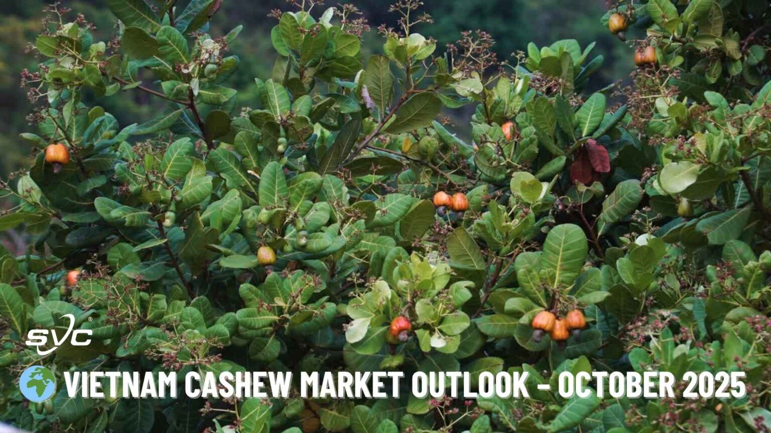 Vietnam Cashew Market Outlook – October 2025 | SVC Group