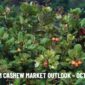 Vietnam Cashew Market Outlook – October 2025