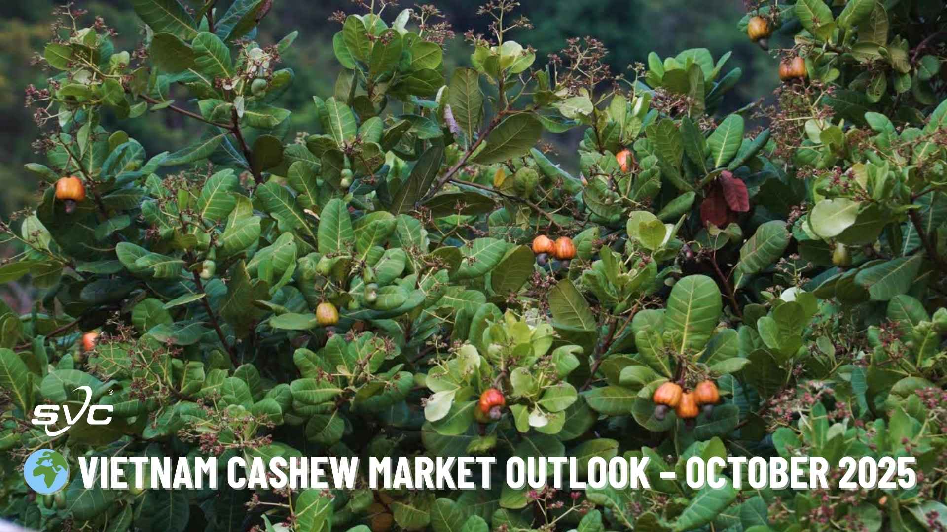 Vietnam Cashew Market Outlook – October 2025