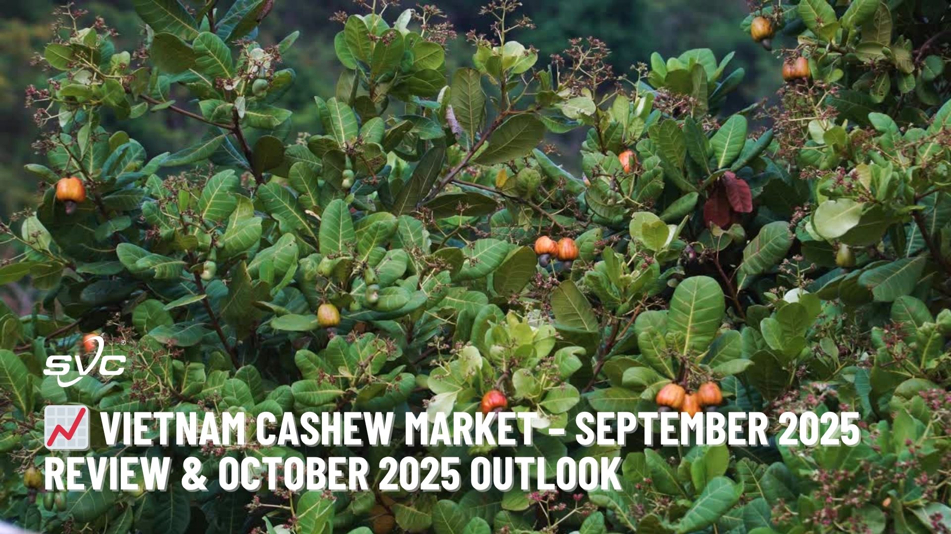Vietnam Cashew Market – September 2025 Review & October 2025 Outlook