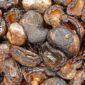 Cashew Husk Pellet & CNSL: SVC’s Green Production Model