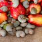RCN Supply & Import Flow: How Vietnam Manages Raw Cashew in Q4