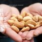 SVC Launches Vietnam’s First Public Cashew Price Update Platform – A Breakthrough in Market Transparency