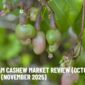 Vietnam Cashew Market Review (October) & Forecast (November 2025)