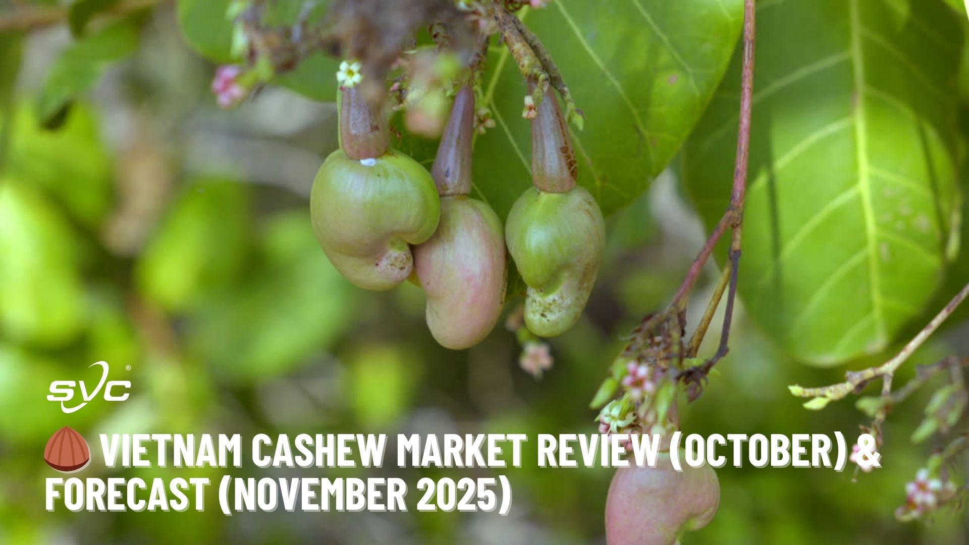 Vietnam Cashew Market Review (October) & Forecast (November 2025)